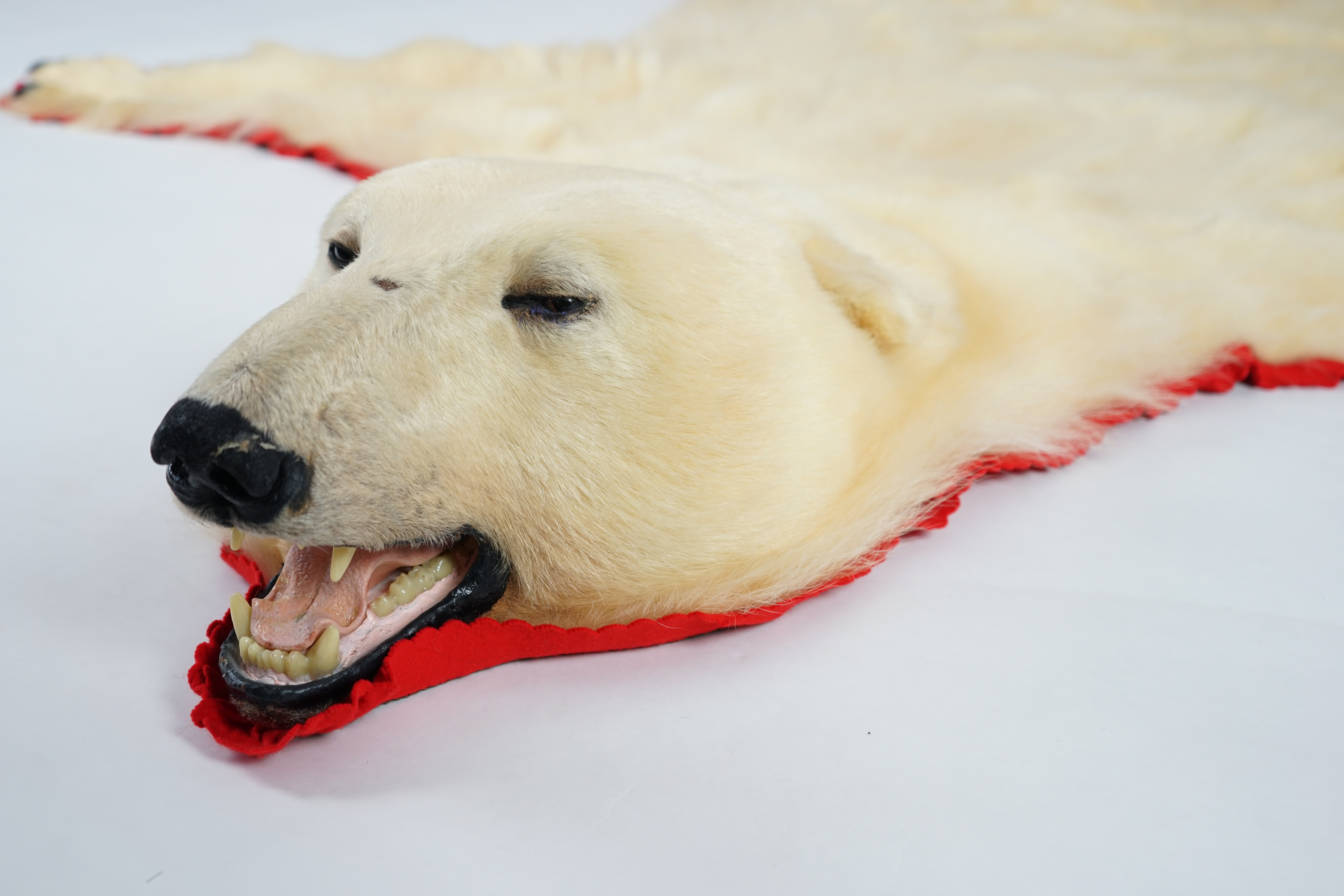 A Ken Hawkins taxidermy polar bear skin rug